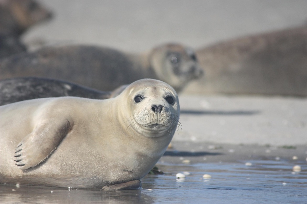 zeehond